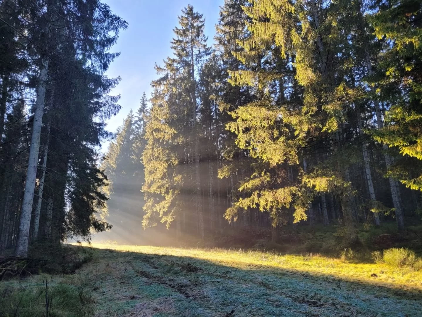Zonnestralen